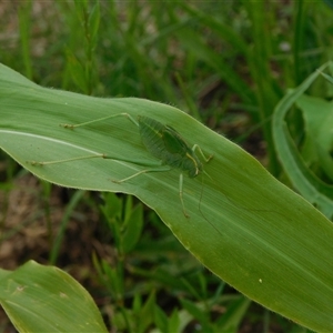 Unidentified Katydid (Tettigoniidae) at Carwoola, NSW by AmyT