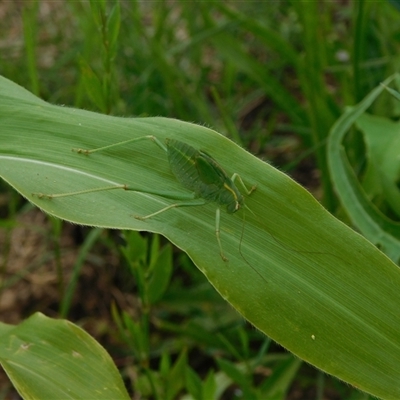 Unidentified Katydid (Tettigoniidae) at Carwoola, NSW - 9 Dec 2024 by AmyT