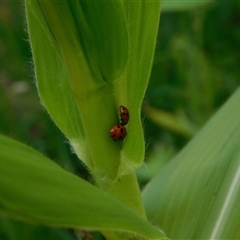 Hippodamia variegata (Spotted Amber Ladybird) at Carwoola, NSW - 9 Dec 2024 by AmyT