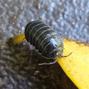 Armadillidium vulgare at Hawker, ACT - 11 Dec 2024