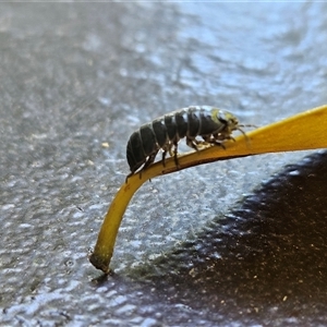 Armadillidium vulgare at Hawker, ACT - 11 Dec 2024