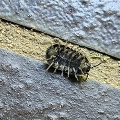 Armadillidium vulgare at Hawker, ACT - 11 Dec 2024