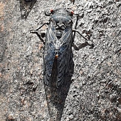 Psaltoda moerens (Redeye cicada) at Acton, ACT - 11 Dec 2024 by jmcleod