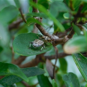 Acanthosomatidae (family) at Carwoola, NSW by AmyT