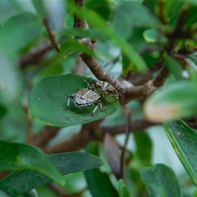 Oncocoris geniculatus (A shield bug) at Carwoola, NSW - 9 Dec 2024 by AmyT