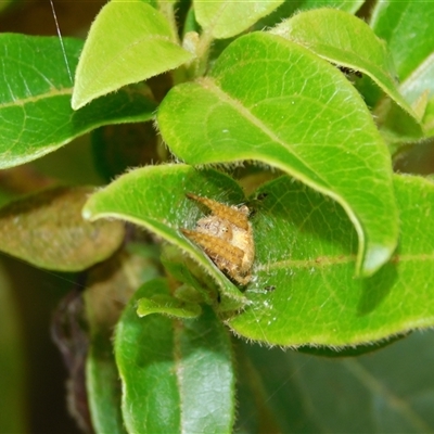 Araneinae (subfamily) (Orb weaver) at Carwoola, NSW - 9 Dec 2024 by AmyT