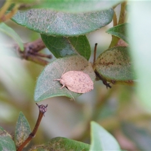 Garrha carnea at Carwoola, NSW - suppressed