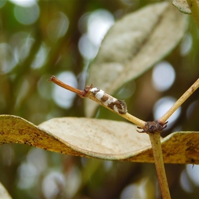 Isomoralla gephyrota (A Concealer moth) at Carwoola, NSW - 9 Dec 2024 by AmyT