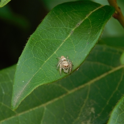 Opisthoncus sp. (genus) (Opisthoncus jumping spider) at Carwoola, NSW - 9 Dec 2024 by AmyT