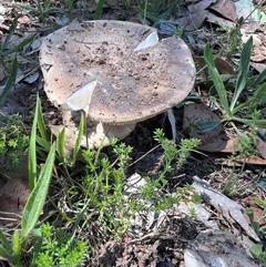 Unidentified Fungus at Higgins, ACT - 11 Dec 2024 by Untidy