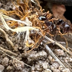 Monomorium sp. (genus) (A Monomorium ant) at Aranda, ACT - 11 Dec 2024 by Jubeyjubes