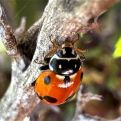 Hippodamia variegata (Spotted Amber Ladybird) at Aranda, ACT - 11 Dec 2024 by Jubeyjubes