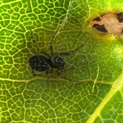 Unidentified Spider at Aranda, ACT - 11 Dec 2024 by Jubeyjubes