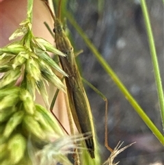 Unidentified True bug (Hemiptera, Heteroptera) at Aranda, ACT - 11 Dec 2024 by Jubeyjubes