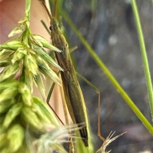 Unidentified True bug (Hemiptera, Heteroptera) at Aranda, ACT by Jubeyjubes