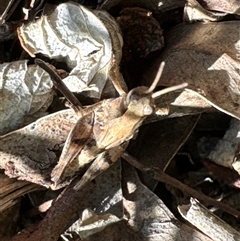 Unidentified Grasshopper, Cricket or Katydid (Orthoptera) at Aranda, ACT - 11 Dec 2024 by Jubeyjubes