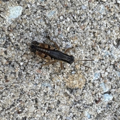 Phaulacridium vittatum (Wingless Grasshopper) at Aranda, ACT - 11 Dec 2024 by Jubeyjubes