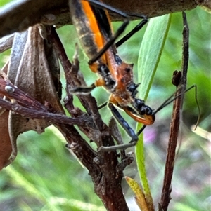 Gminatus australis at Aranda, ACT - 11 Dec 2024 04:14 PM