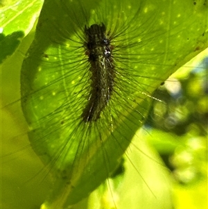 Lithosiini (Tribe, larva) at Aranda, ACT by Jubeyjubes