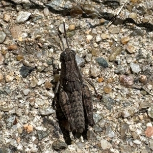 Unidentified Grasshopper, Cricket or Katydid (Orthoptera) at Aranda, ACT by Jubeyjubes