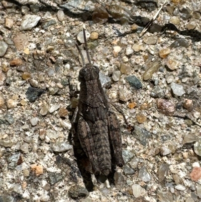 Unidentified Grasshopper, Cricket or Katydid (Orthoptera) at Aranda, ACT - 11 Dec 2024 by Jubeyjubes