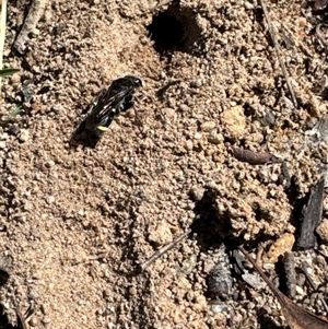 Unidentified Sand or digger wasp (Crabronidae or Sphecidae) at Aranda, ACT by Jubeyjubes