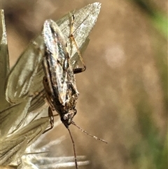 Unidentified True bug (Hemiptera, Heteroptera) at Aranda, ACT - 11 Dec 2024 by Jubeyjubes