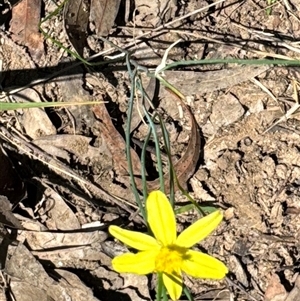 Tricoryne elatior (Yellow Rush Lily) at Aranda, ACT by Jubeyjubes