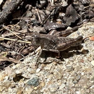 Phaulacridium vittatum (Wingless Grasshopper) at Aranda, ACT by Jubeyjubes