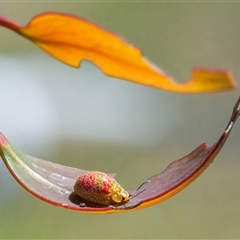 Paropsisterna fastidiosa (Eucalyptus leaf beetle) at Googong, NSW - 10 Dec 2024 by WHall