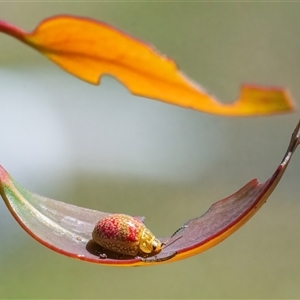 Paropsisterna fastidiosa (Eucalyptus leaf beetle) at Googong, NSW by WHall