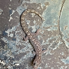 Christinus marmoratus (Southern Marbled Gecko) at Kambah, ACT - 11 Dec 2024 by LineMarie