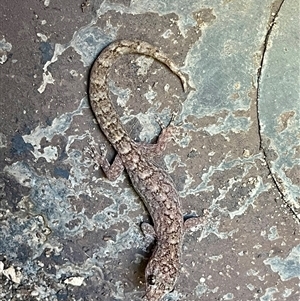 Christinus marmoratus (Southern Marbled Gecko) at Kambah, ACT by LinePerrins