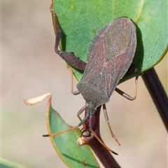 Amorbus sp. (genus) (Eucalyptus Tip bug) at Googong, NSW - 10 Dec 2024 by WHall