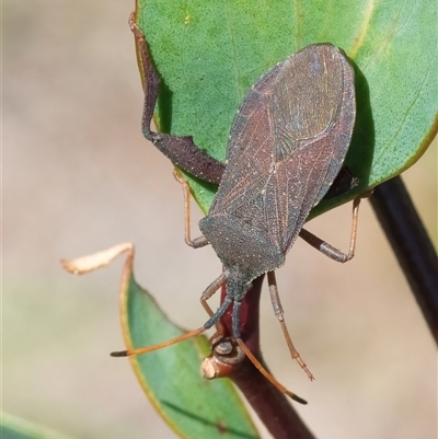 Amorbus sp. (genus) at Googong, NSW - 9 Dec 2024 by WHall