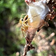 Oxyopes sp. (genus) (Lynx spider) at Aranda, ACT - 11 Dec 2024 by Jubeyjubes