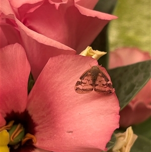 Scolypopa australis (Passionvine hopper, Fluffy bum) at Kambah, ACT by LinePerrins