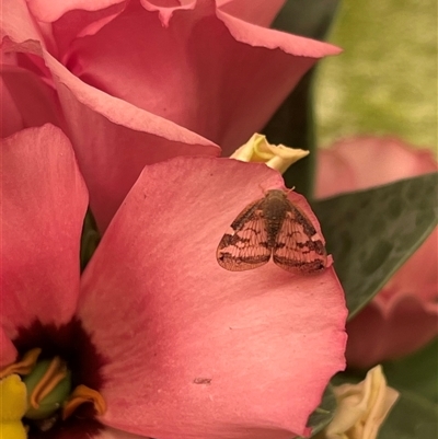 Scolypopa australis (Passionvine hopper, Fluffy bum) at Kambah, ACT - 11 Dec 2024 by LinePerrins