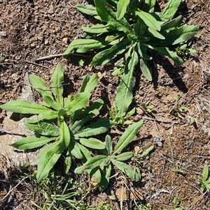 Echium vulgare at O'Malley, ACT - 11 Dec 2024 05:19 PM