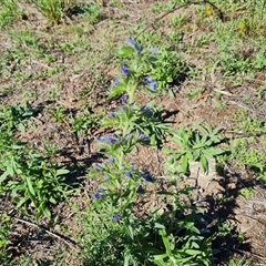 Echium vulgare at O'Malley, ACT - 11 Dec 2024 05:19 PM