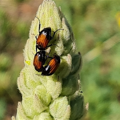 Phyllotocus macleayi (Nectar scarab) at O'Malley, ACT - 11 Dec 2024 by Mike