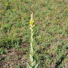 Verbascum thapsus subsp. thapsus (Great Mullein, Aaron's Rod) at O'Malley, ACT - 11 Dec 2024 by Mike