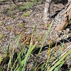 Lomandra longifolia (Spiny-headed Mat-rush, Honey Reed) at O'Malley, ACT - 11 Dec 2024 by Mike