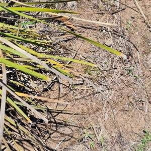 Lomandra multiflora at O'Malley, ACT - 11 Dec 2024