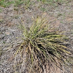 Lomandra multiflora at O'Malley, ACT - 11 Dec 2024