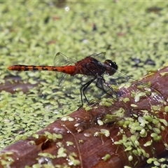 Diplacodes melanopsis at Fyshwick, ACT - 10 Dec 2024 by RodDeb