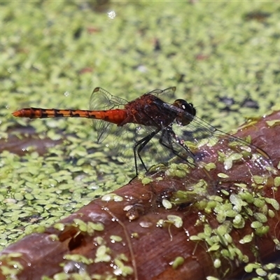 Diplacodes melanopsis (Black-faced Percher) at Fyshwick, ACT - 10 Dec 2024 by RodDeb