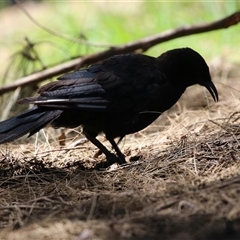 Corcorax melanorhamphos at Greenway, ACT - 11 Dec 2024 12:58 PM