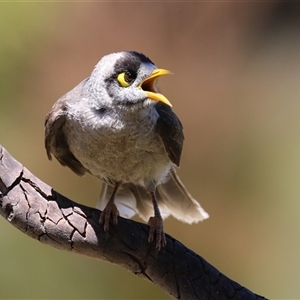 Manorina melanocephala (Noisy Miner) at Greenway, ACT by RodDeb