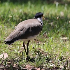 Vanellus miles (Masked Lapwing) at Greenway, ACT - 11 Dec 2024 by RodDeb